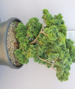 Chamaecyparis obtusa 'Nana Gracilis'