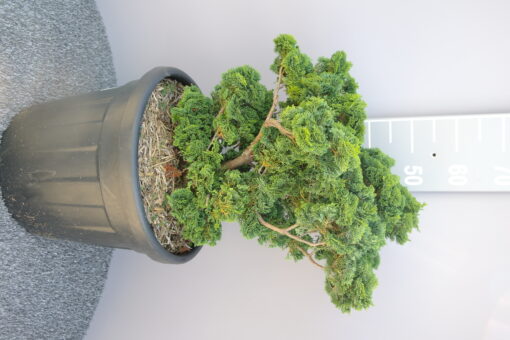 Chamaecyparis obtusa 'Nana Gracilis'
