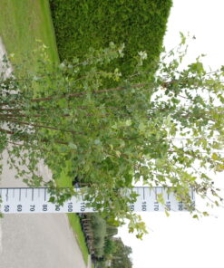 Acer buergerianum