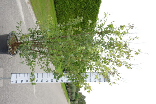 Acer buergerianum - Drietandesdoorn