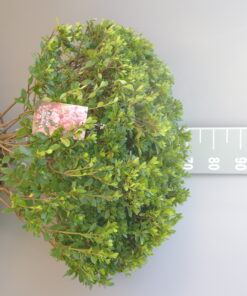 Azalea Japonica 'Blaauw's Pink' roze