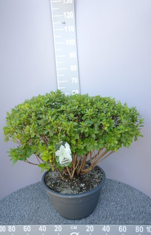 Azalea 'Treasure'