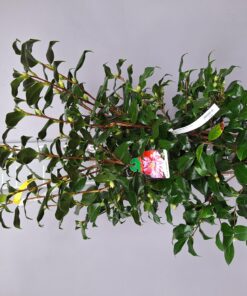 Camellia Japonica 'Fred Sander'