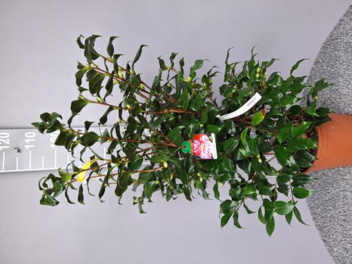 Camellia Japonica 'Fred Sander'
