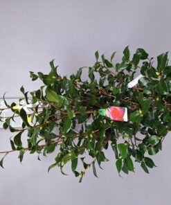 Camellia Japonica 'Red Red Roses'