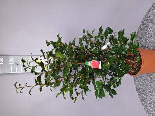 Camellia Japonica 'Red Red Roses'