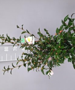 Camellia Sasanqua 'Hana Jiman' - Japanse Roos