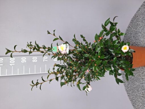 Camellia Sasanqua 'Hana Jiman' - Japanse Roos