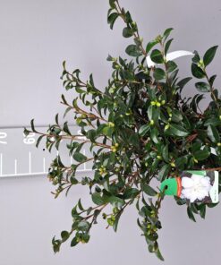 Camellia Sasanqua 'Hina Yuki' - Japanse Roos
