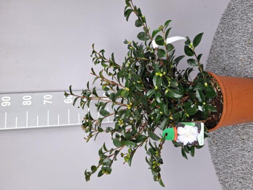 Camellia Sasanqua 'Hina Yuki' - Japanse Roos