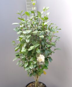 Camellia Japonica 'Snow ball'
