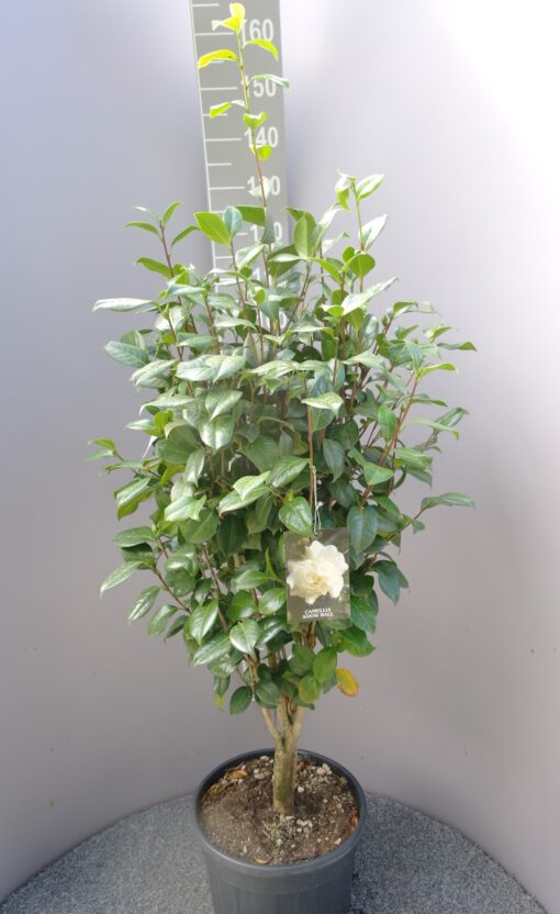 Camellia Japonica 'Snow ball'