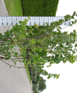 Cercis Siliquastrum