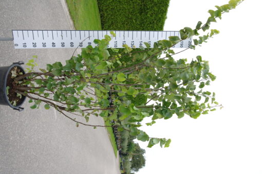 Cercis Siliquastrum