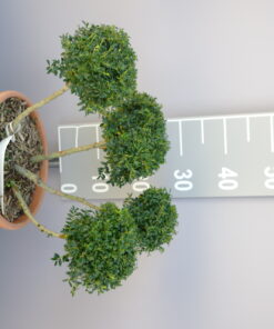 Ilex Crenata 'Glorie Gem' ponpon