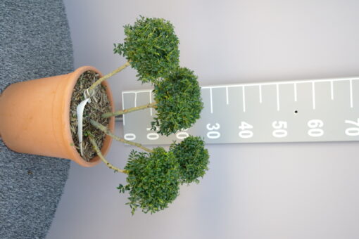 Ilex Crenata 'Glorie Gem' ponpon