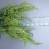 Juniperus Squamata 'Gold Star'