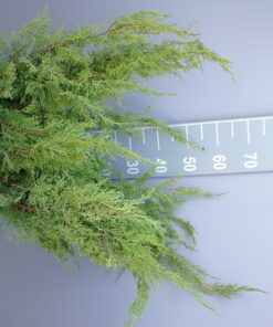 Juniperus Squamata 'Gold Star'