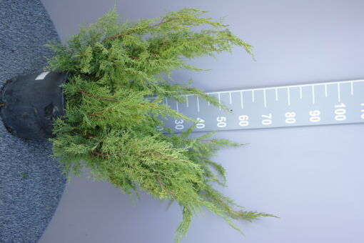 Juniperus Squamata 'Gold Star'