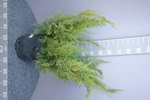 Juniperus Squamata 'Gold Star' - Afbeelding 2