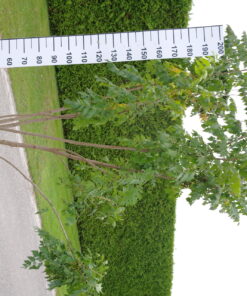 Koelreuteria Paniculata