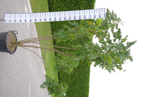 Koelreuteria Paniculata