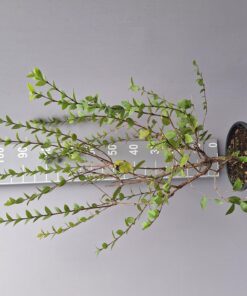 Lonicera Fragrantissima