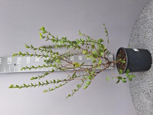 Lonicera Fragrantissima