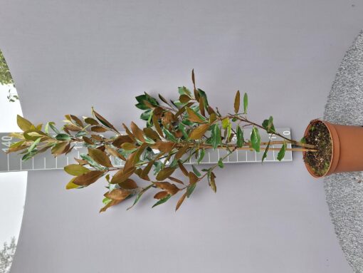 Magnolia Grandiflora 'Little Gem' - Valse Tulpenboom