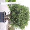 Osmanthus Aquifolium