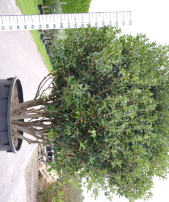 Osmanthus Aquifolium