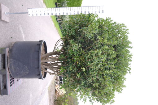 Osmanthus Aquifolium