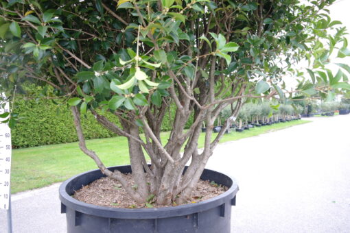 Osmanthus Aquifolium - Afbeelding 2
