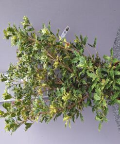 Osmanthus heterophyllus 'Tricolor'