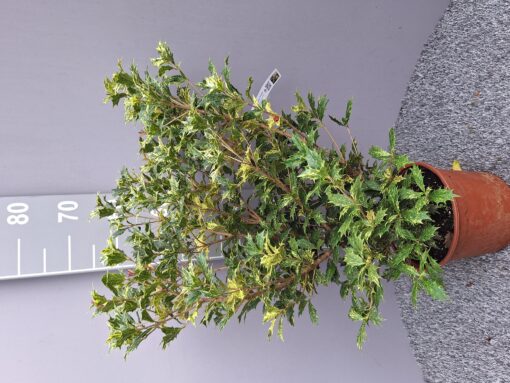 Osmanthus heterophyllus 'Tricolor' - Schijnhulst