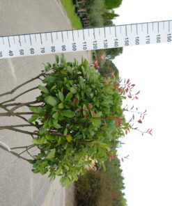 Photinia Red Robin multistam