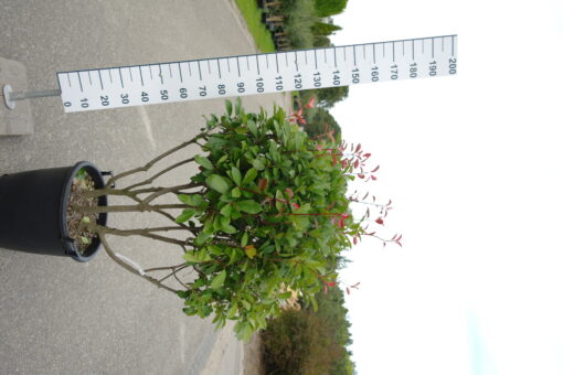 Photinia Red Robin multistam