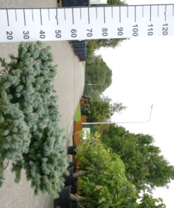 Picea Punguns 'Glauca Globosa'