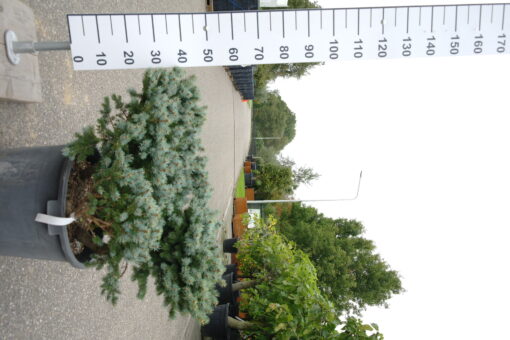 Picea Punguns 'Glauca Globosa'