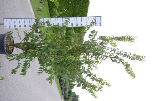 Prunus subhirtella 'Autumnalis' - Sierkers