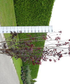 Prunus Cerasifera 'Pissardii' Nigra