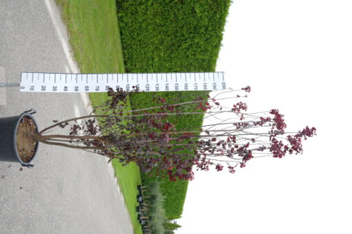 Prunus Cerasifera 'Pissardii' Nigra - Kerspruim