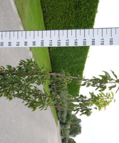 Prunus Ser. 'Kanzan'