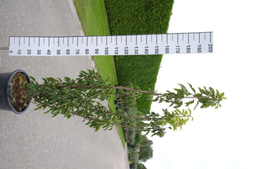 Prunus Ser. 'Kanzan'