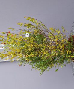 Punica Granatum 'Nana'- Granaatappel