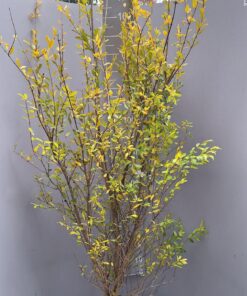 Punica Legrelliae- Granaatappel