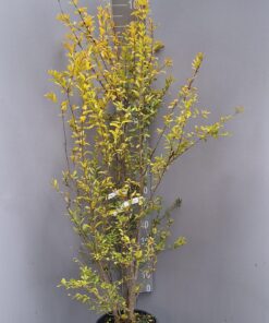 Punica 'rubra plena'- Granaatappelboom