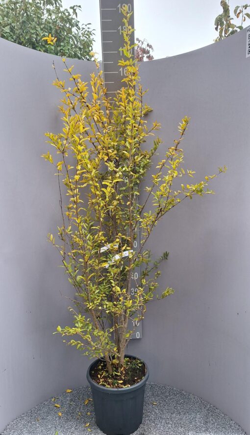 Punica 'rubra plena'- Granaatappelboom