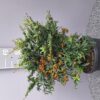 Pyracantha 'Navaho' - Vuurdoorn