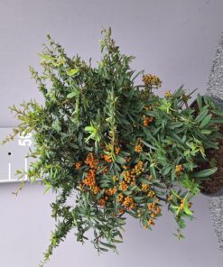 Pyracantha 'Navaho' - Vuurdoorn